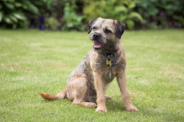 Border Terrier 1vettop% Border Terrier