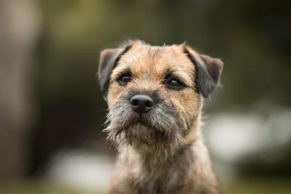 Border Terrier 2vettop% Border Terrier