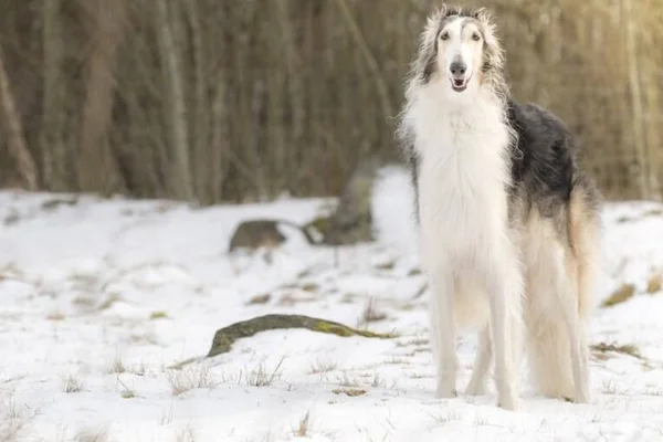 Borzoi 2vettop% Borzoi