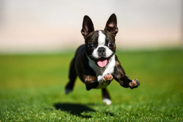 Boston Terrier 1vettop% Boston terrier