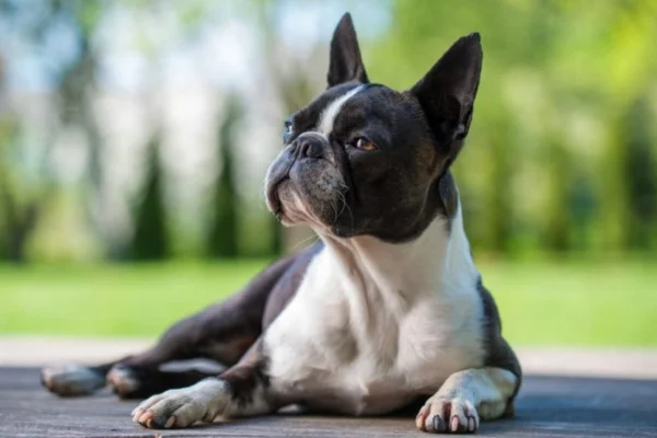 Boston Terrier 2vettop% Boston terrier