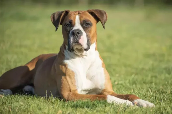 Boxer 2vettop% Boxer