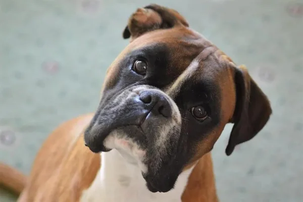 Boxer 1vettop% Boxer