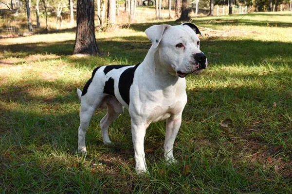 Bulldog Americano 1vettop% Bulldog Americano