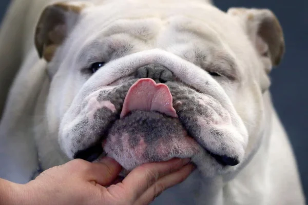 Bulldog Americano 2vettop% Bulldog Americano