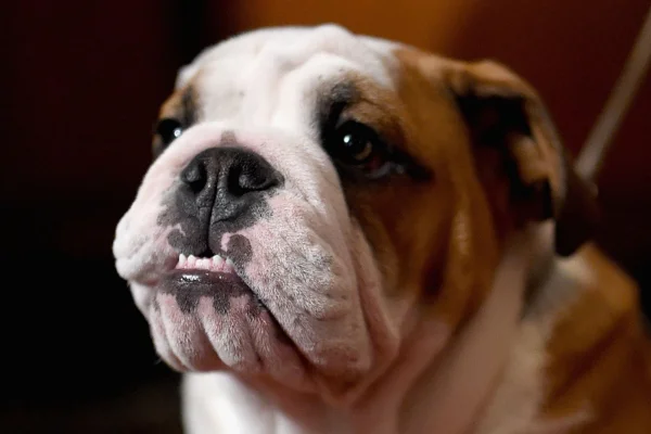 Bulldog Inglês 1vettop% Bulldog Inglês