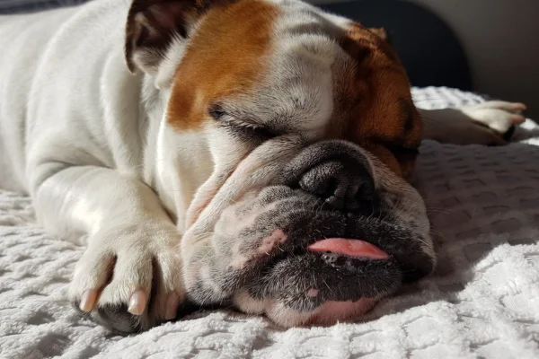 Bulldog Inglês 2vettop% Bulldog Inglês