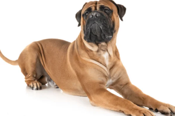 Bullmastiff 1vettop% Bullmastiff