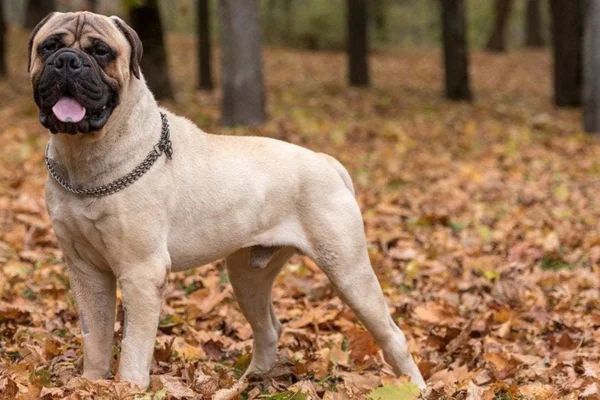 Bullmastiff 2vettop% Bullmastiff