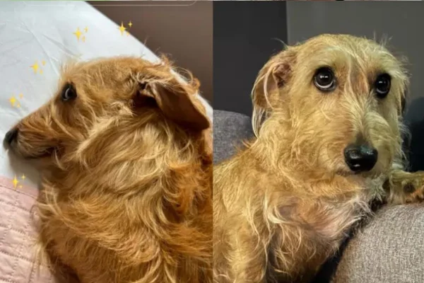 Tudo sobre o Cachorro Fiapo de Manga 1vettop% Cachorro Fiapo de Manga