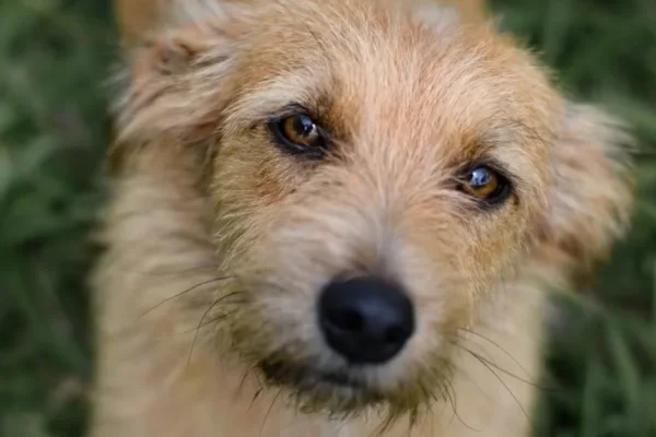 Tudo sobre o Cachorro Fiapo de Manga 2vettop% Cachorro Fiapo de Manga
