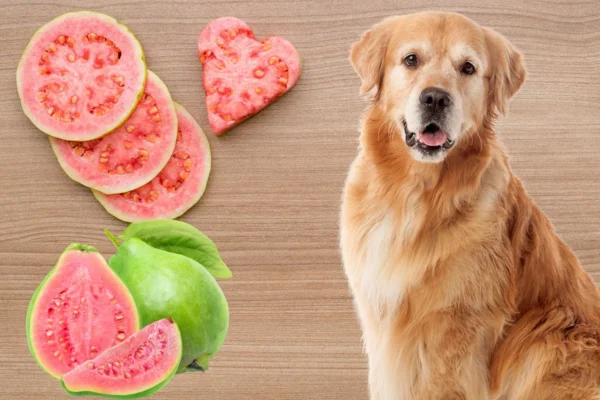 Cachorro pode comer goiaba? 2vettop% Cachorro pode comer goiaba?