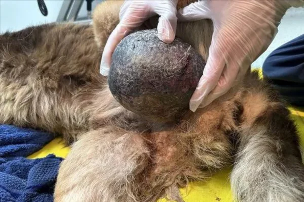 Câncer Testicular em Cães 1vettop% Câncer Testicular em Cães