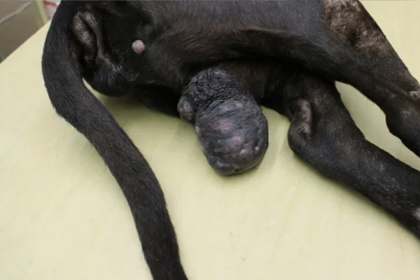Câncer Testicular em Cães 2vettop% Câncer Testicular em Cães