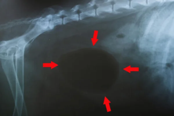 Câncer de Bexiga em Cães 2vettop% Câncer de Bexiga em Cães
