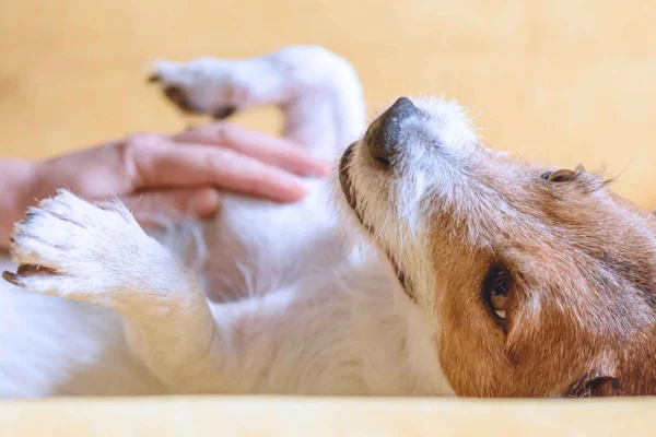 Câncer de Estômago em Cães 2vettop% Câncer de Estômago em Cãe