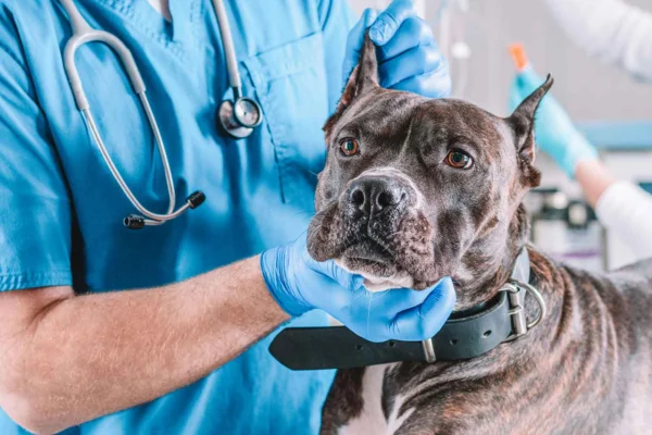 Câncer de Fígado em Cachorros 1vettop% Câncer de Fígado em Cachorros (1)
