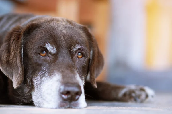 Câncer de Fígado em Cachorros 2vettop% Câncer de Fígado em Cachorros (1)