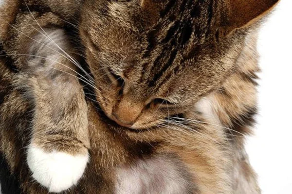 Câncer de Pele em Gatos 2vettop% Câncer de Pele em Gatos