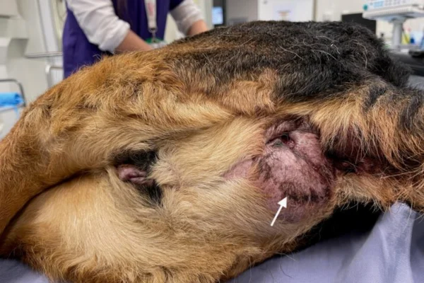 Câncer de Saco Anal em Cães 3vettop% Câncer de Saco Anal em Cães