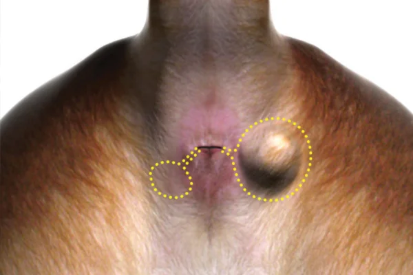Câncer de Saco Anal em Cães 2vettop% Câncer de Saco Anal em Cães