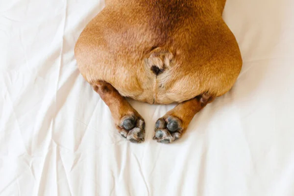 Câncer de Saco Anal em Cães 1vettop% Câncer de Saco Anal em Cães