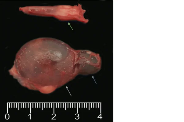 O Câncer de Tireoide em Cães 2vettop% Câncer de Tireoide em Cães
