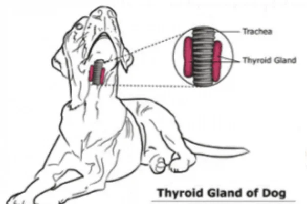 O Câncer de Tireoide em Cães 1vettop% Câncer de Tireoide em Cães