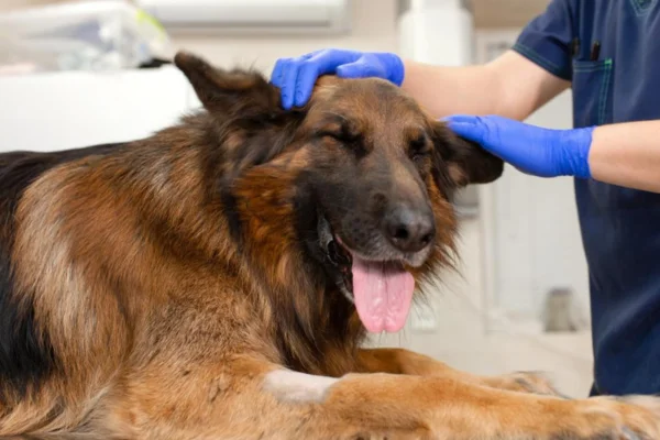 Câncer em cachorro 2vettop% Câncer em cachorro