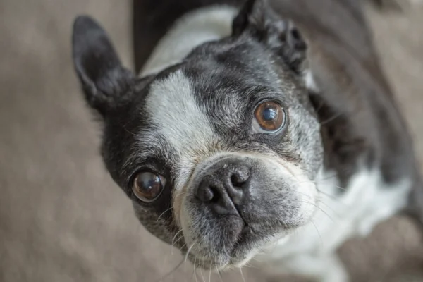 Câncer em cachorro 1vettop% Câncer em cachorro