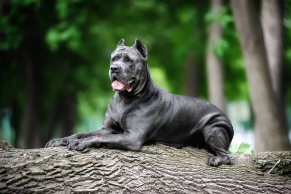 Cane Corso 1vettop% Cane Corso