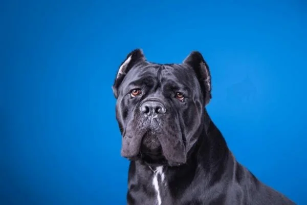 Cane Corso 2vettop% Cane Corso