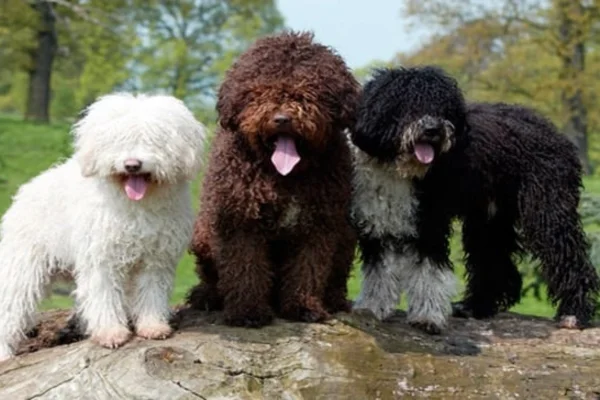 Cão d'Água Espanhol 2vettop% Cão d'água Espanhol