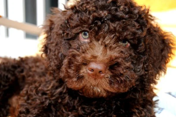 Cão d'Água Espanhol 1vettop% Cão d'água Espanhol