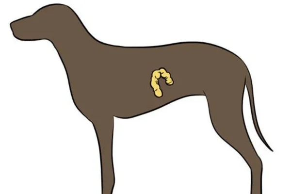 Carcinoma Pancreático em Cães 2vettop% Carcinoma pancreático em Cães