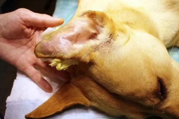 Caroço na orelha em cachorros 1vettop% Obrigado pela visita, conheça também nossos outros trabalhosCaroço na orelha em cachorros (1)