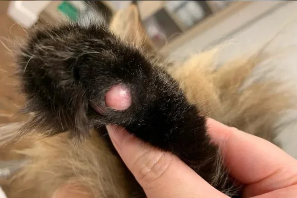 Caroço na pele do gato - Causas Comuns 1vettop% Caroço na pele do gato