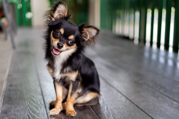 Chihuahua 1vettop% Chihuahua