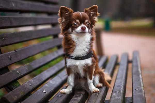 Chihuahua 2vettop% Chihuahua