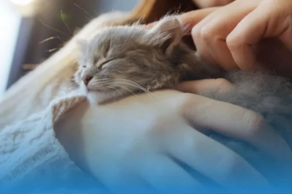 Como os Gatos Percebem Seus Tutores? 2vettop% Como os Gatos Percebem Seus Tutores