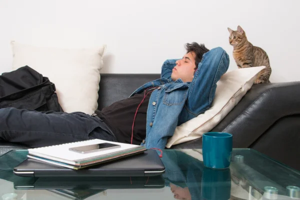 Como os Gatos Percebem Seus Tutores? 1vettop% Como os Gatos Percebem Seus Tutores