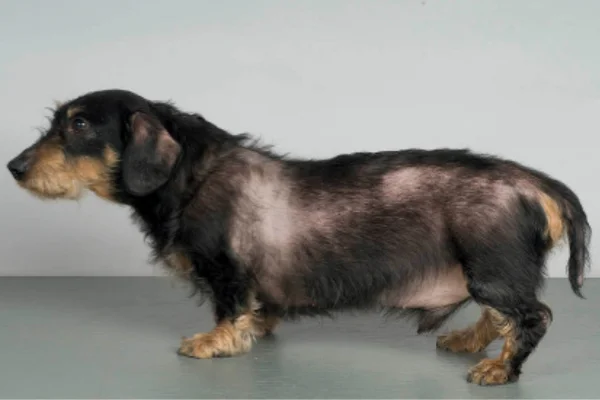 Selegilina para Cães 2vettop% Selegilina para Cães