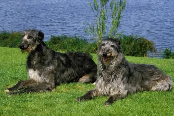 Deerhound 1vettop% Deerhound