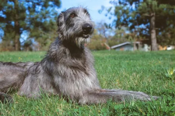 Deerhound 2vettop% Deerhound
