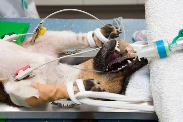 Efeitos Colaterais da Anestesia em Cães 2vettop% Efeitos Colaterais da Anestesia em Cães