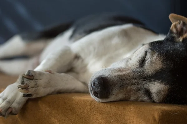 Efeitos Colaterais da Anestesia em Cães 1vettop% Efeitos Colaterais da Anestesia em Cães (1)