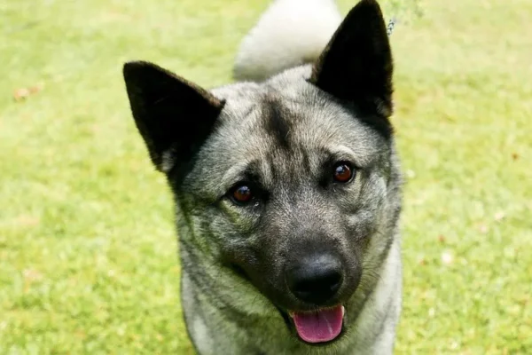 Elkhound Norueguês 2vettop% Elkhound Norueguês