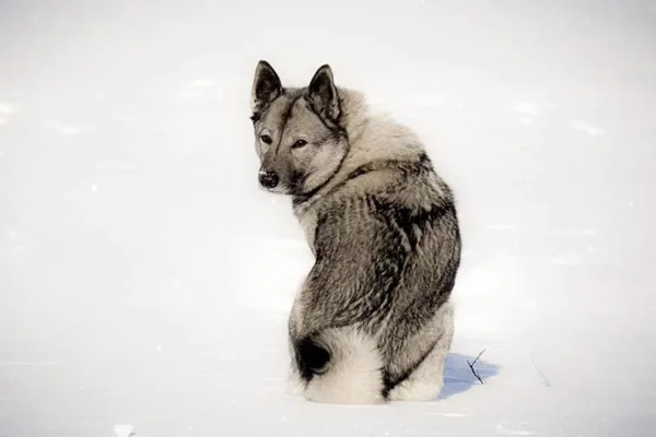 Elkhound Norueguês 1vettop% Elkhound Norueguês
