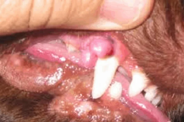 Epúlide em cães 2vettop% Epúlide em cães (2)