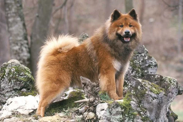 Eurasier 1vettop% Eurasier